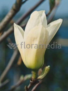 Magnolia 'Yellow River' syn. Fei Huang | Magnolia denudata