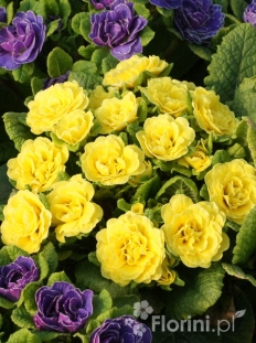 Pierwiosnek 'Belarina® Butter Yellow' | Primula