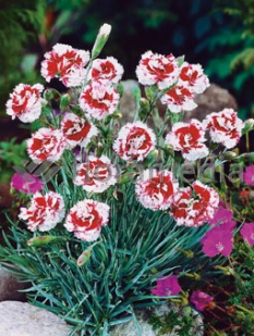 Goździk pierzasty 'Ine' Dianthus plumarius