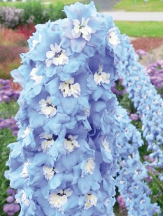 Ostróżka 'Magic Fountains Sky Blue White Bee' | Delphinium elatum