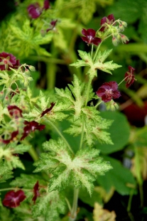 Bodziszek żałobny 'Springtime' Geranium phaeum