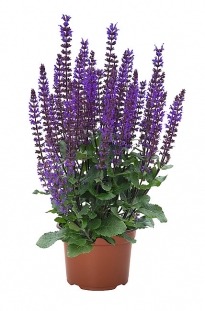 Szałwia omszona 'Midnight Purple' | Salvia nemorosa