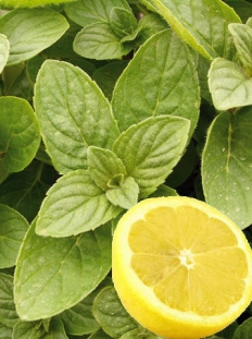 Mięta 'Hillary's Sweet Lemon' | Mentha species