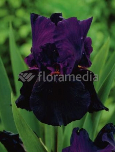 Kosaciec (Irys) prążkowany 'Black Form' | Iris chrysographes