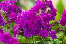 Floks wiechowaty 'Flame Purple ' | Phlox panniculata
