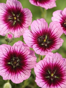 Bodziszek popielaty 'Jolly Jewel Violet' Geranium cinereum