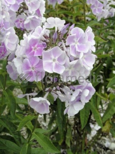 Floks wiechowaty 'Violetta Gloriosa' Phlox panniculata