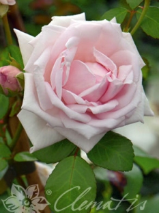 Róża pnąca 'New Dawn' | Rosa