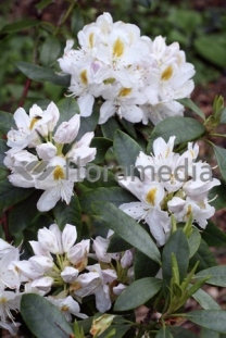 Różanecznik 'Madame-Masson' | Rhododendron