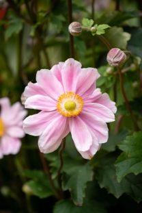 Zawilec japoński 'Garden Breeze Whirlwind Pink' | Anemone japonica
