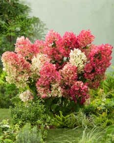 Hortensja bukietowa 'Sundae Fraise' | Hydrangea paniculata