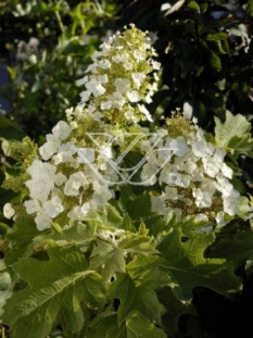 Hortensja dębolistna 'Snowflake' | Hydrangea quercifolia
