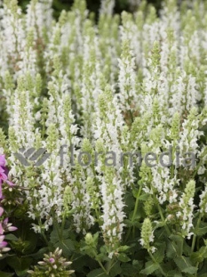 Szałwia omszona 'Salute White' | Salvia nemorosa