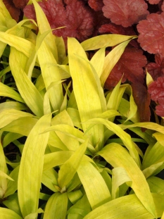 Turzyca rzędowa 'Lemon Zest' | Carex siderosticha