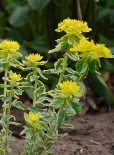 Wilczomlecz pstry 'Lacey' | Euphorbia polychroma