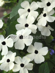 Tunbergia biała | Thunbergia