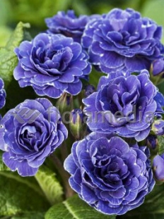 Pierwiosnek 'Belarina® Cobalt Blue' | Primula