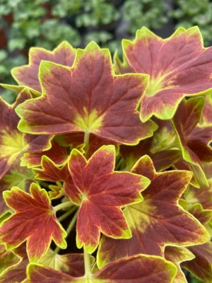 Pelargonia rabatowa 'Vancouver' | Pelargonium