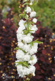 Wiśnia gruczołkowata 'Alba Plena'(biały migdałek/doniczka 2 litrowa) <div class='lat'> Prunus glandulosa </div>