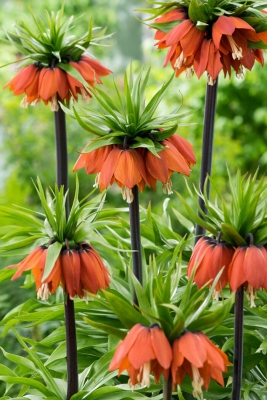 Cesarska korona 'Maxima Rubra' <div class='lat'> Fritillaria imperialis </div>