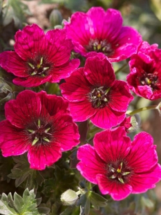 Bodziszek popielaty 'Jolly Jewel Purple' Geranium cinereum