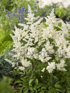 Tawułka pojedynczolistna 'White Sensation' | Astilbe simplicifolia