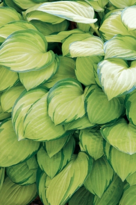 Funkia 'Stained Glass' <div class='lat'> Hosta </div>