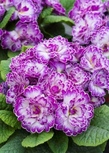 Pierwiosnek 'Belarina® Lively Lilac' | Primula