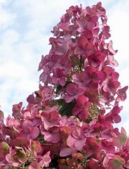Hortensja bukietowa 'Early Sensation' | Hydrangea paniculata