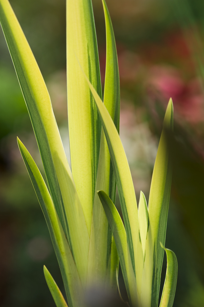 Kosaciec (Irys) żółty 'Variegata' | Iris pseudacorus