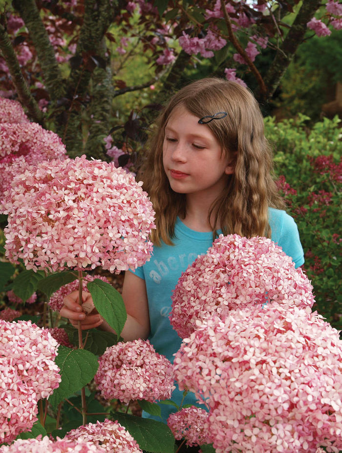 Hortensja drzewiasta 'Pink Annabelle' | Hydrangea arborescens