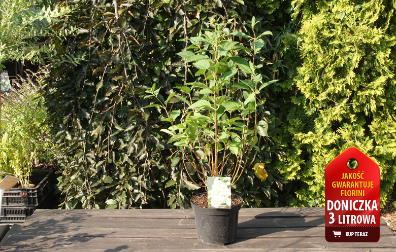 Hortensja bukietowa 'Magical Sweet Summer' | Hydrangea paniculata