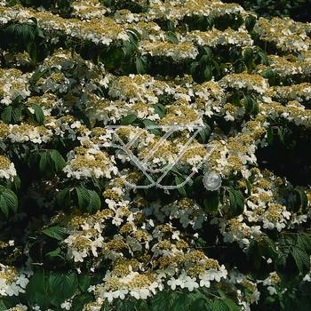 Kalina japońska forma omszona  | Viburnum plicatum f tomentosum