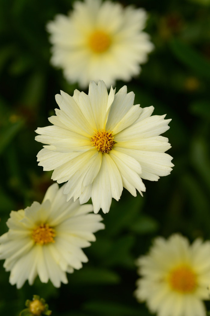 Nachyłek wielkokwiatowy 'UpTick Cream'| Coreopsis grandiflora