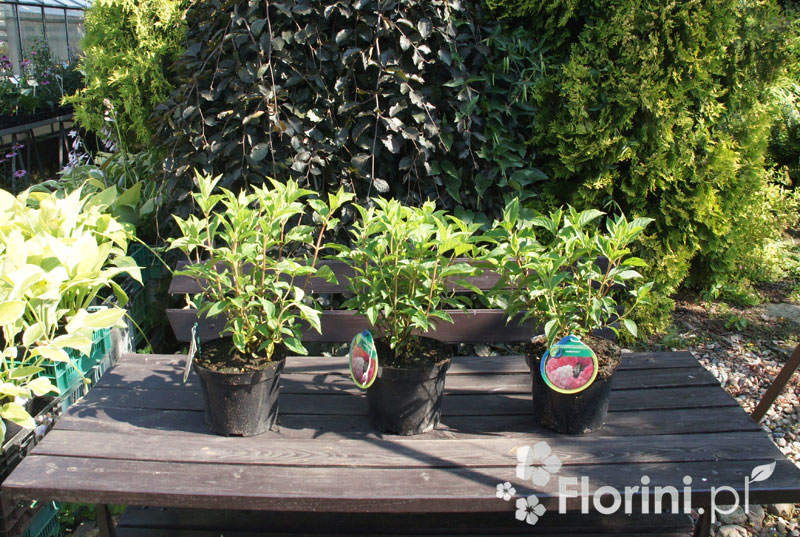 Hortensja bukietowa 'Vanille-Fraise' | Hydrangea paniculata