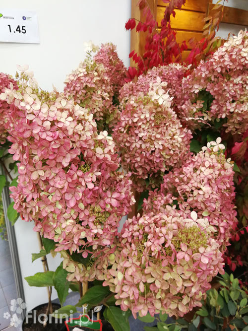 Hortensja bukietowa 'Vanille-Fraise' | Hydrangea paniculata