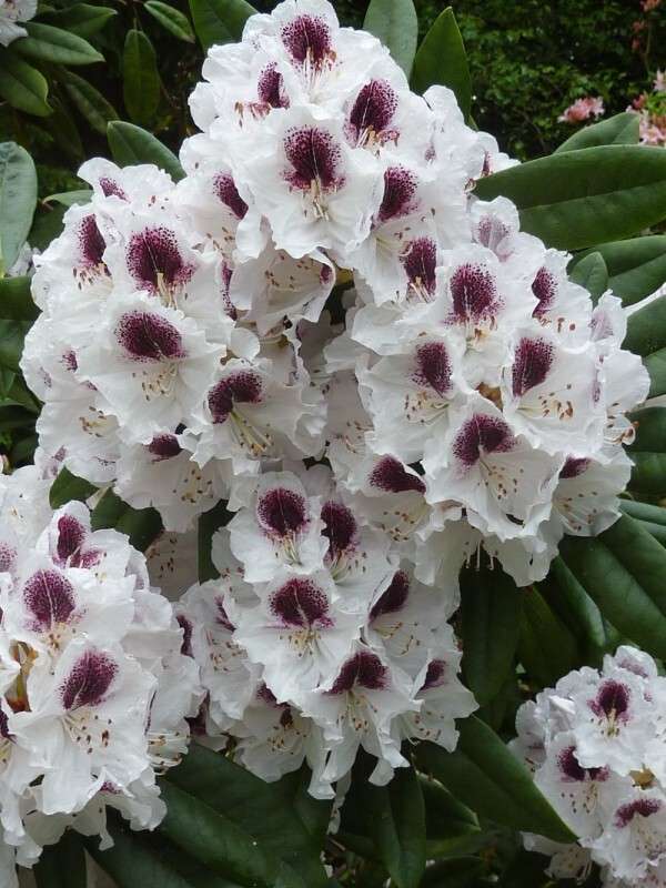 Różanecznik 'Calsap' | Rhododendron