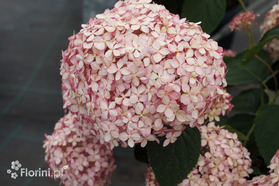 Hortensja drzewiasta 'Pink Annabelle' | Hydrangea arborescens