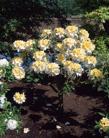 Azalia wielkokwiatowa 'Schneegold' <div class='lat'> Rhododendron </div>