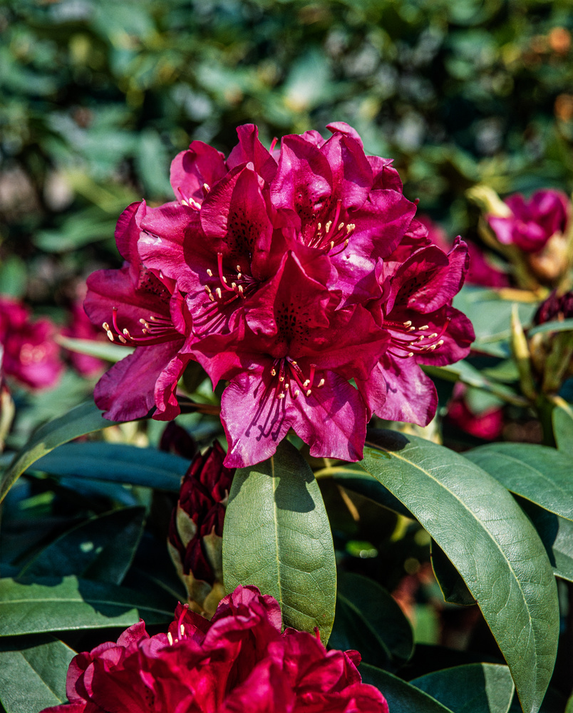 Różanecznik 'Polarnacht' <div class='lat'> Rhododendron </div>